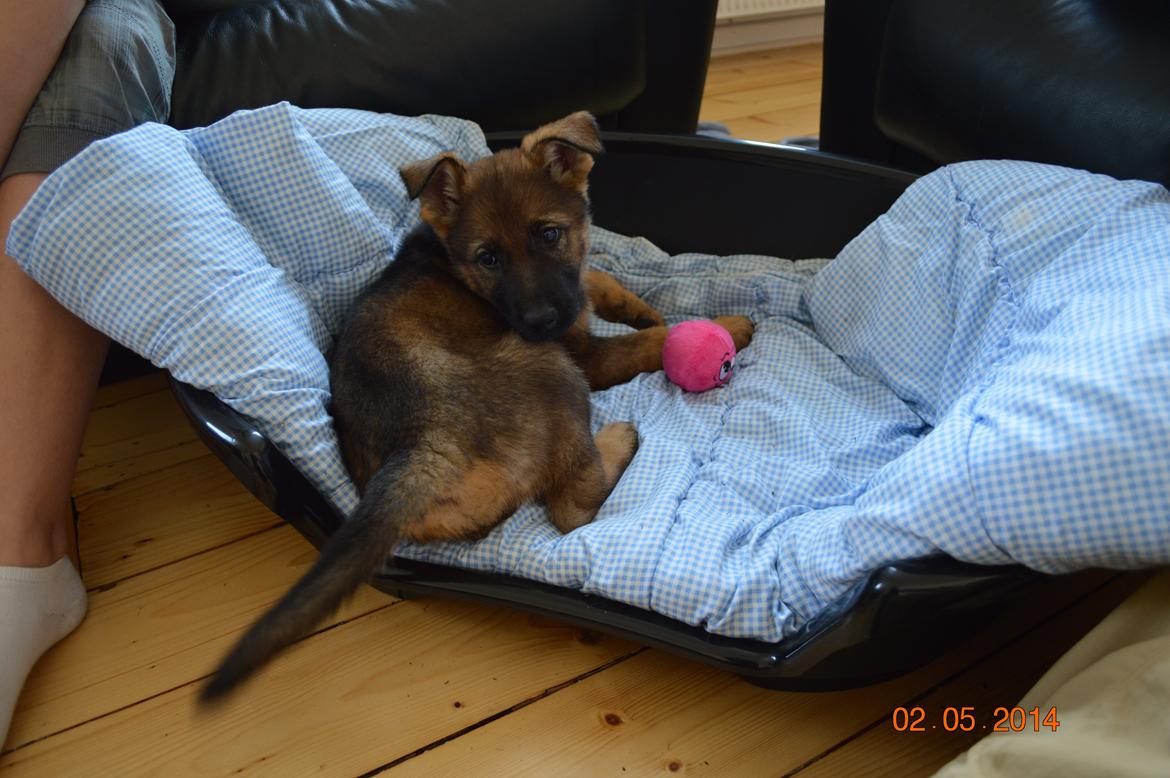 Schæferhund Chiva billede 6