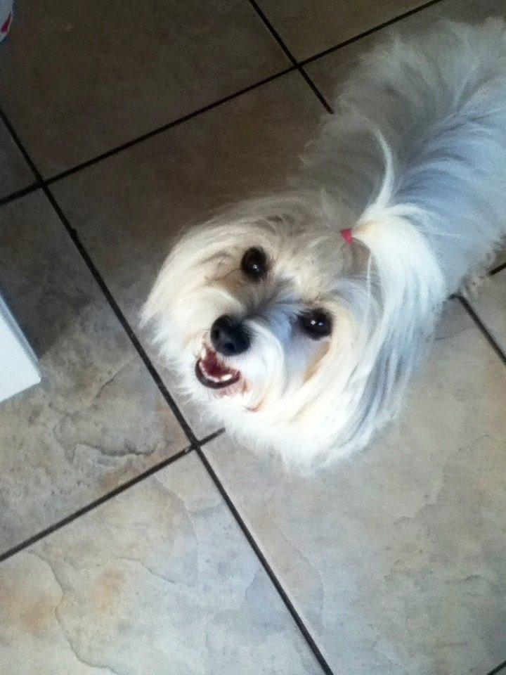 Coton de tulear Burgaardens Frida billede 1