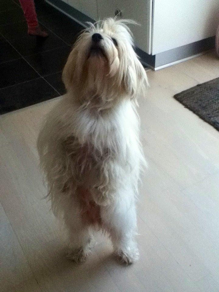 Coton de tulear Burgaardens Frida billede 3