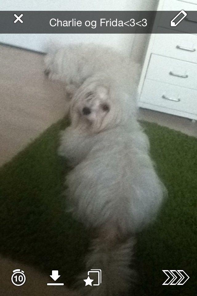 Coton de tulear Burgaardens Frida billede 4