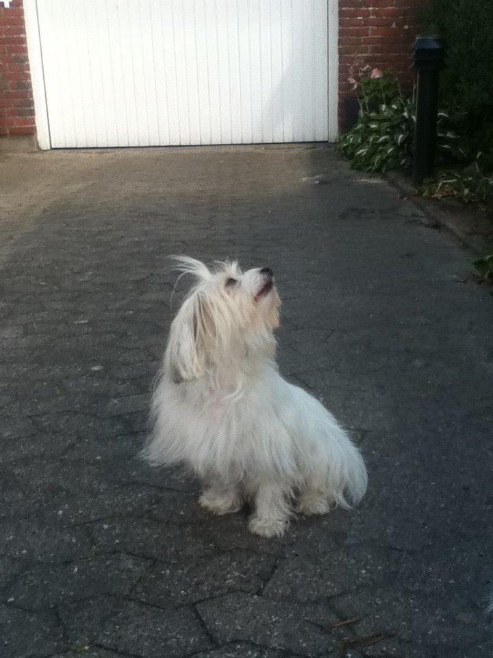 Coton de tulear Burgaardens Frida billede 5