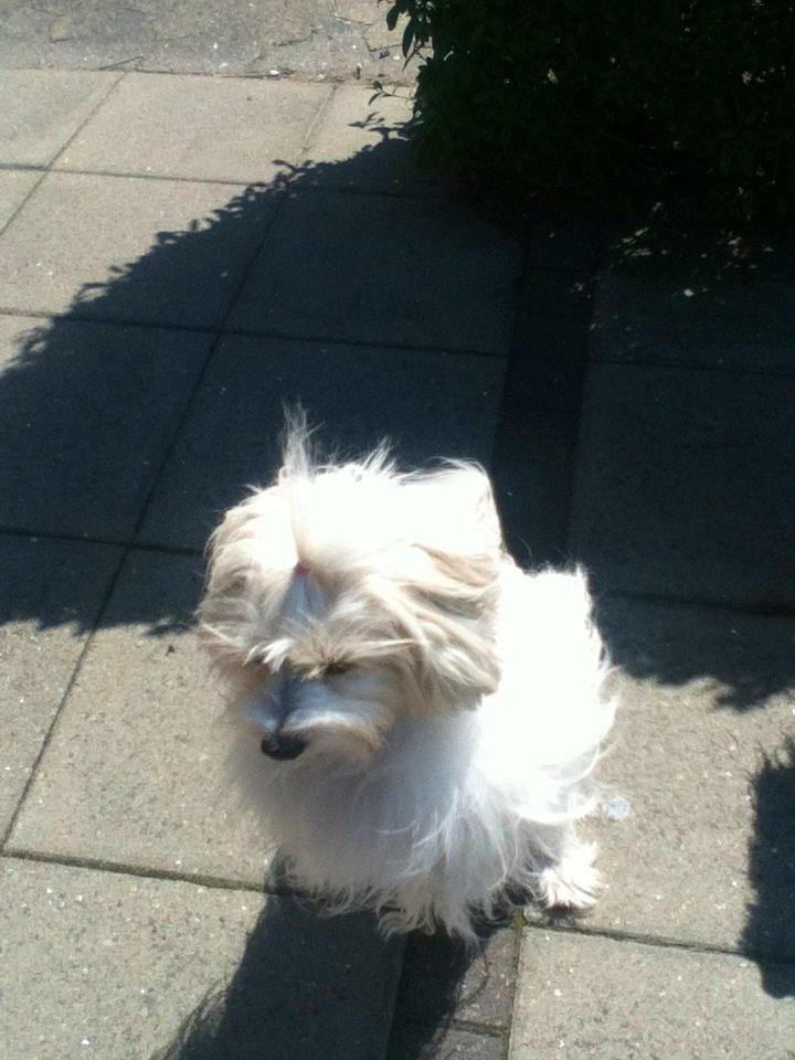 Coton de tulear Burgaardens Frida billede 7