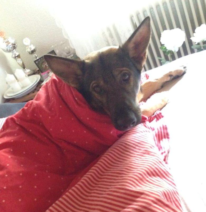 Schæferhund Team Englund`s Cookie billede 18