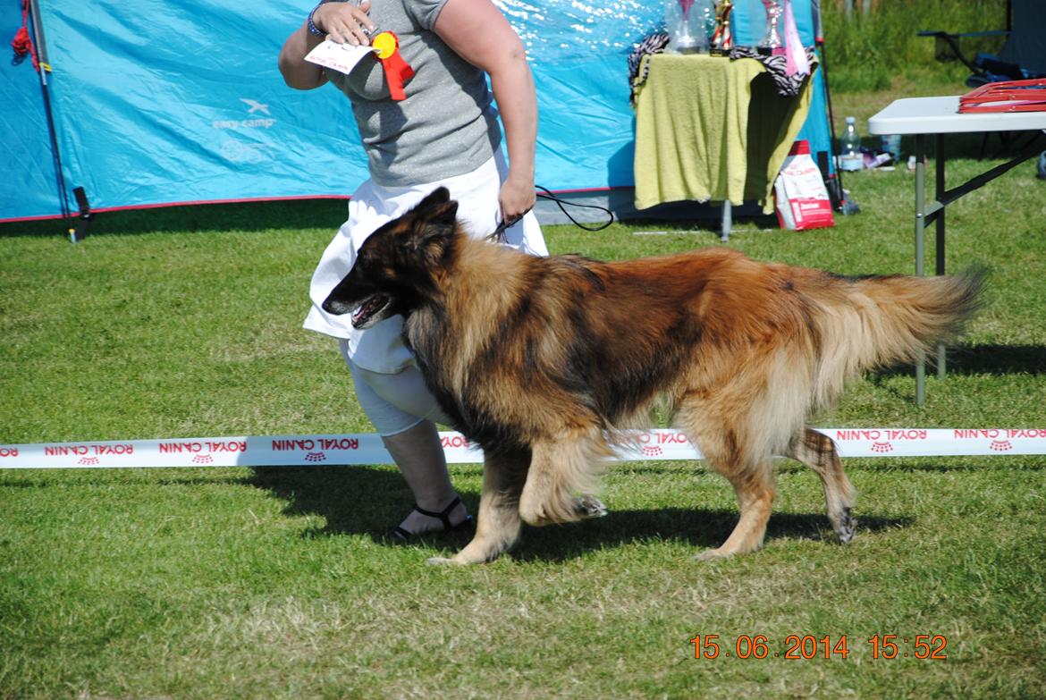 Tervueren Atak - kan godt trav når skal billede 2
