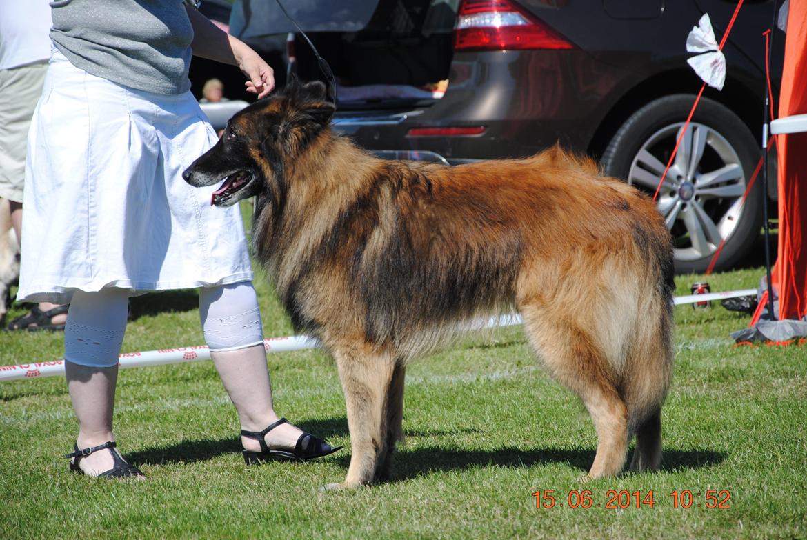 Tervueren Atak - står jeg ikke flot billede 1