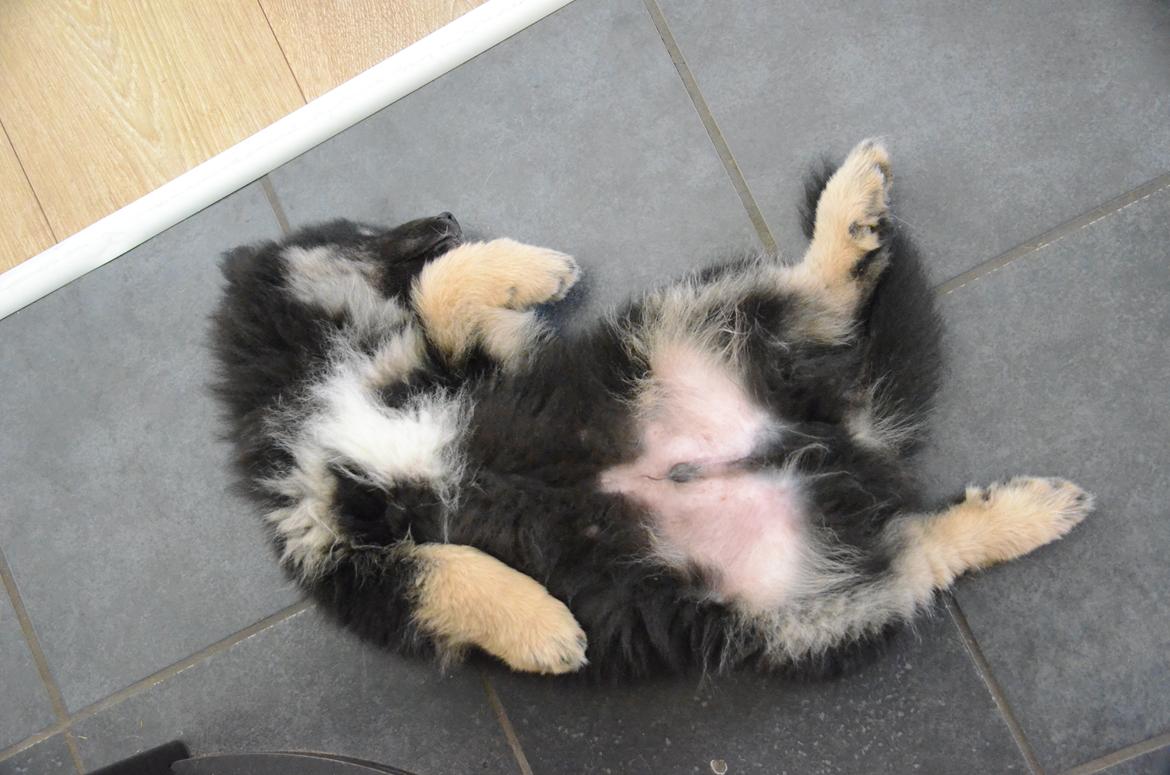 Finsk lapphund INTCH KBHV15 DKKV15 DKV16 Dreamlapin's Ainu billede 46