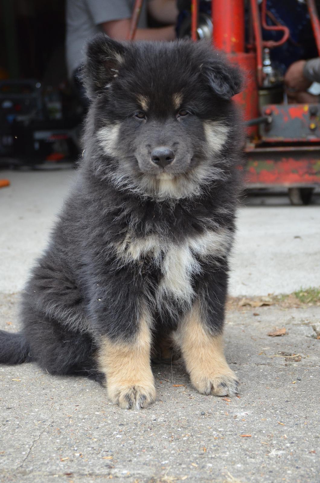 Finsk lapphund INTCH KBHV15 DKKV15 DKV16 Dreamlapin's Ainu billede 47