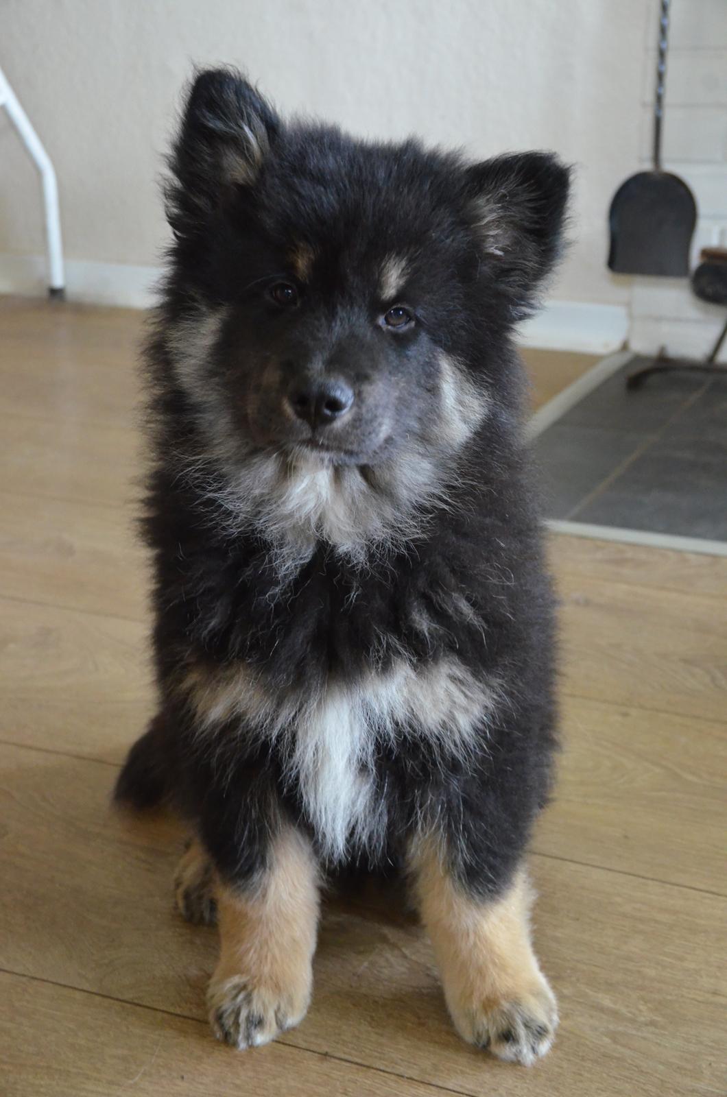 Finsk lapphund INTCH KBHV15 DKKV15 DKV16 Dreamlapin's Ainu billede 48