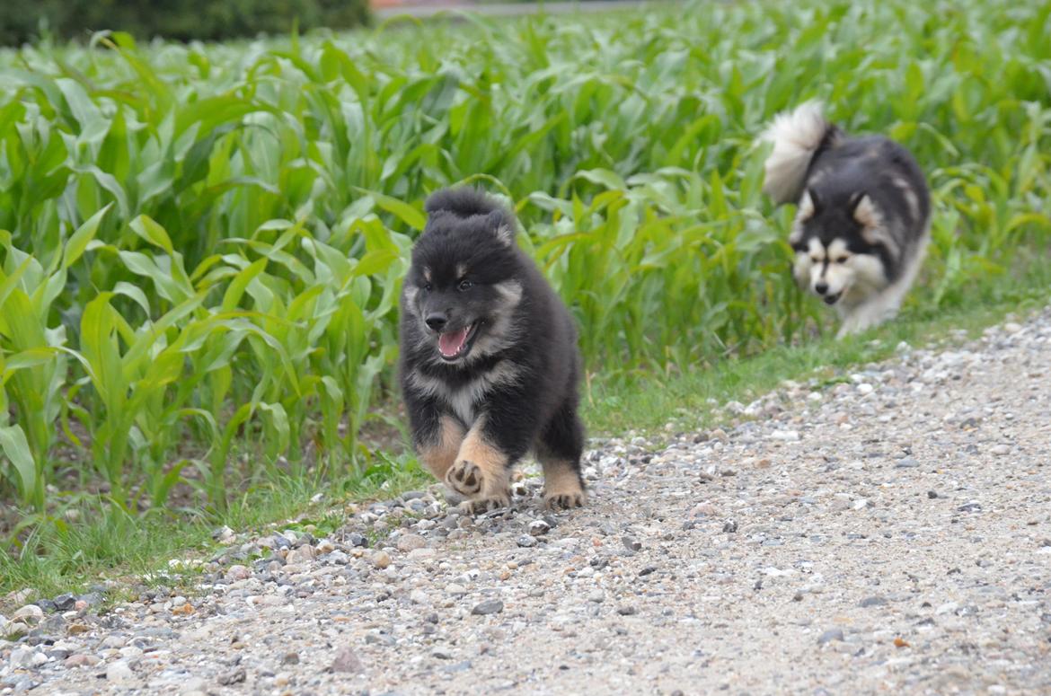 Finsk lapphund INTCH KBHV15 DKKV15 DKV16 Dreamlapin's Ainu billede 49