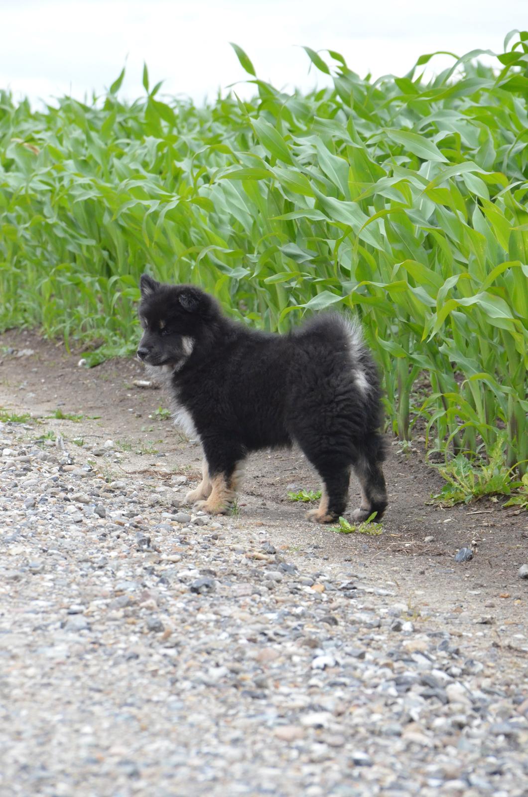 Finsk lapphund INTCH KBHV15 DKKV15 DKV16 Dreamlapin's Ainu billede 50