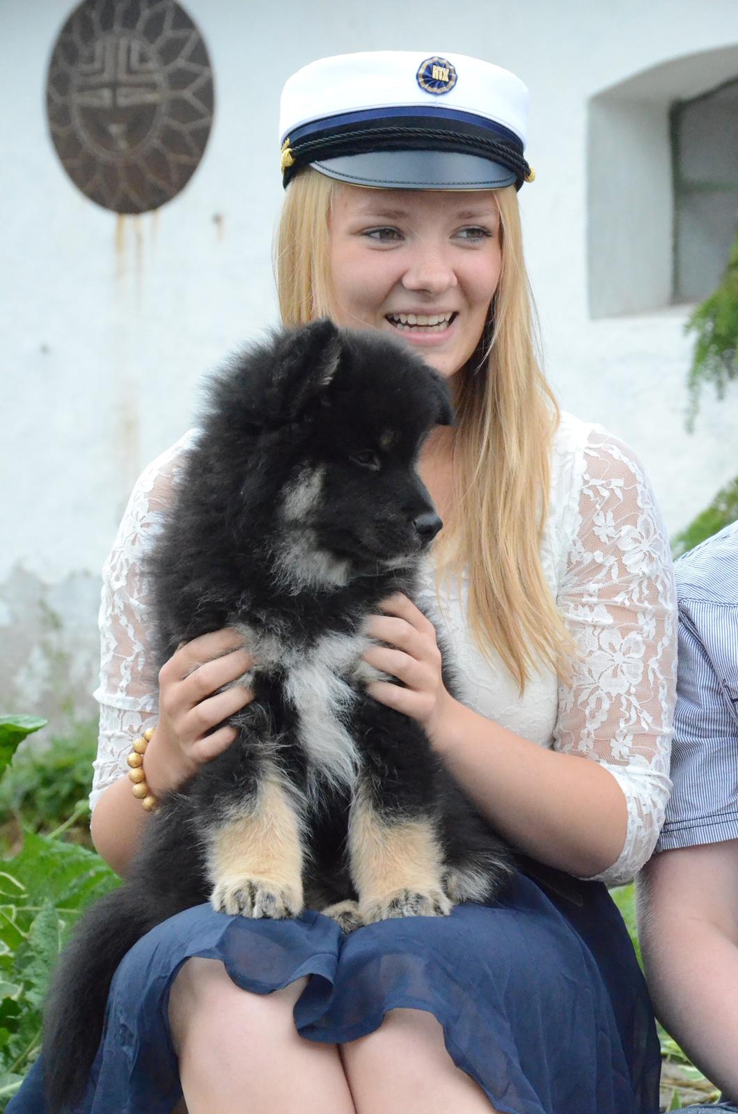 Finsk lapphund INTCH KBHV15 DKKV15 DKV16 Dreamlapin's Ainu billede 30