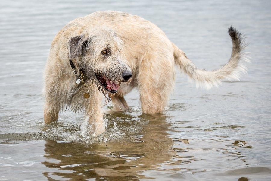 Irsk ulvehund Morgan - 29.06.2014 min glade vandhund billede 30