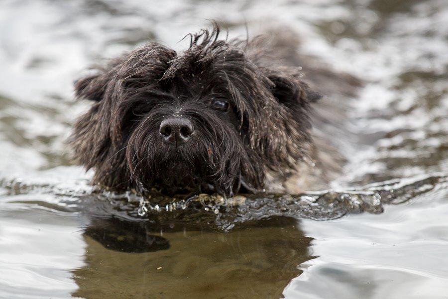 Cairn terrier Citta - En rigtig badeand, 29.06.2014 billede 9