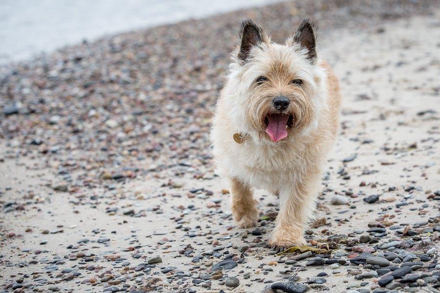 Cairn terrier Ebbe billede 9