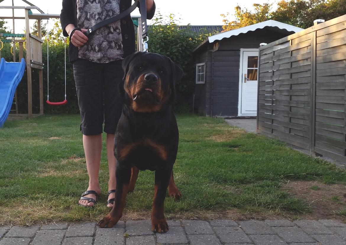 Rottweiler Vom Hause Desteny Loke - Loke 9 Mdr billede 16