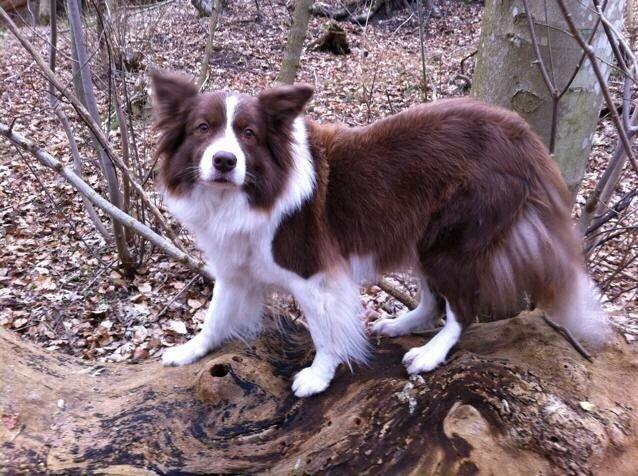 Border collie Nessa billede 2