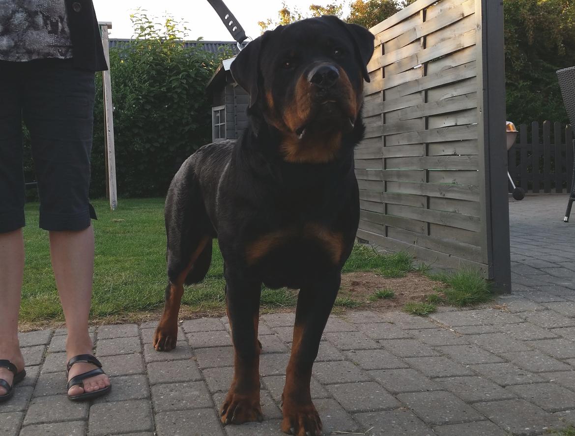 Rottweiler Vom Hause Desteny Loke - Loke 9 Mdr billede 17