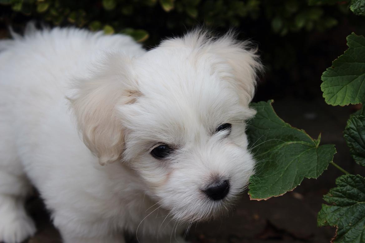 Coton de tulear Wilma ( Bøg's Canis Bright Luna)  billede 4