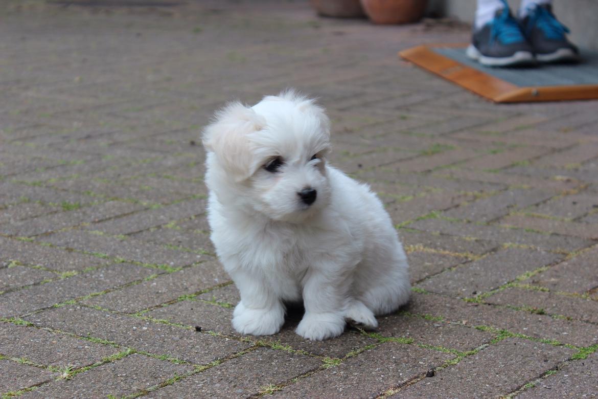 Coton de tulear Wilma ( Bøg's Canis Bright Luna)  billede 2