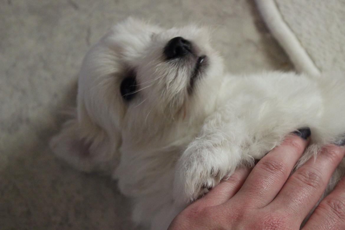 Coton de tulear Wilma ( Bøg's Canis Bright Luna)  billede 3