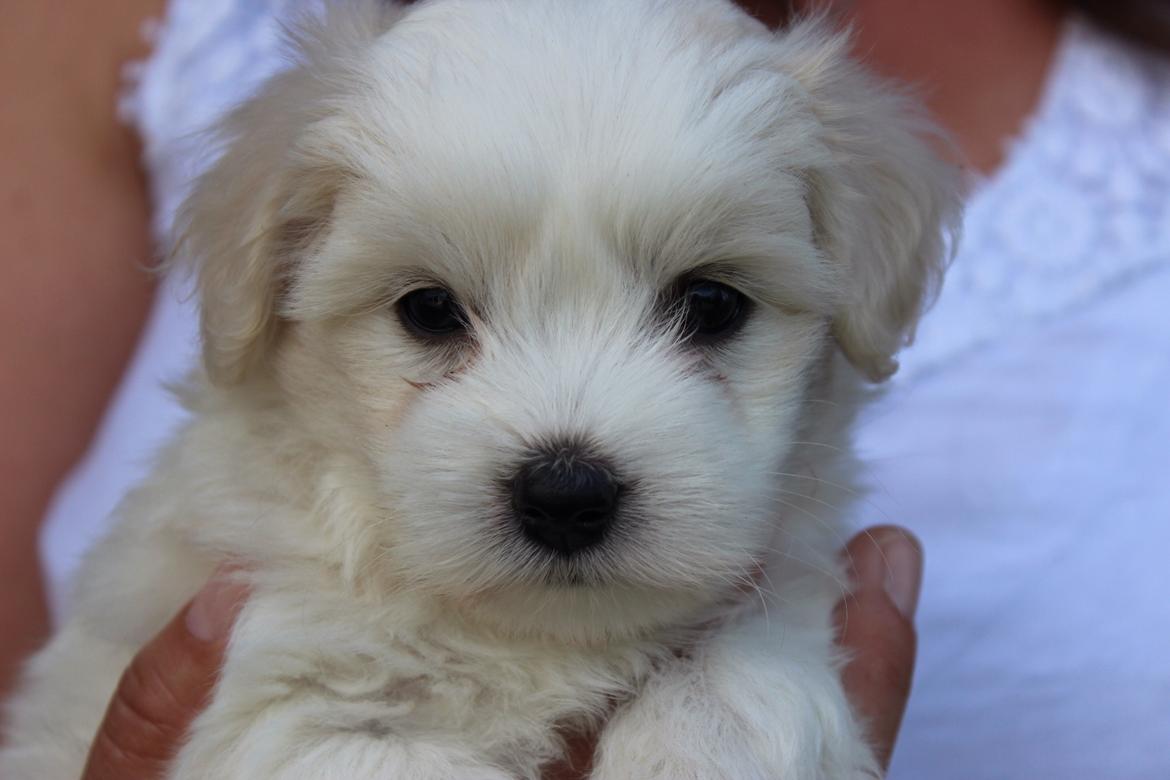 Coton de tulear Wilma ( Bøg's Canis Bright Luna)  billede 1