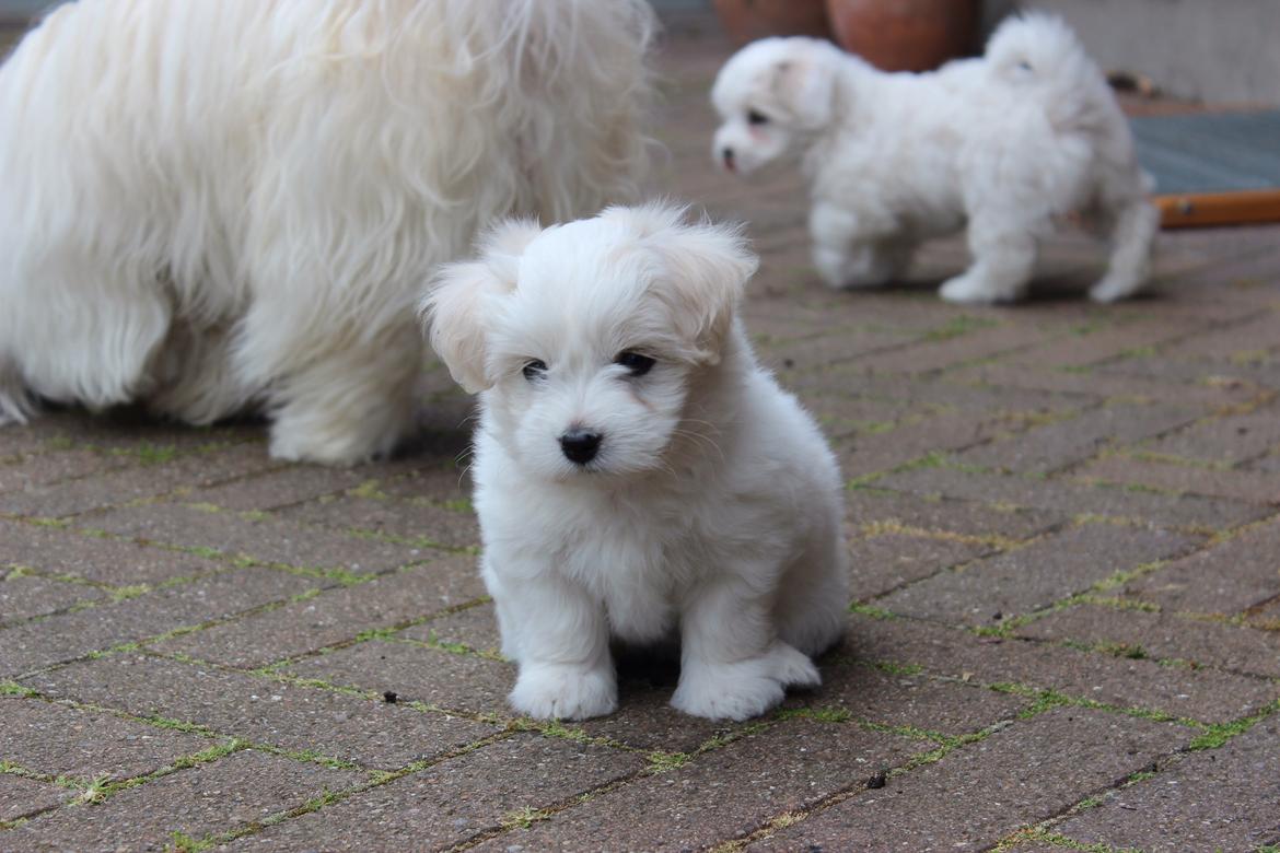 Coton de tulear Wilma ( Bøg's Canis Bright Luna)  billede 5