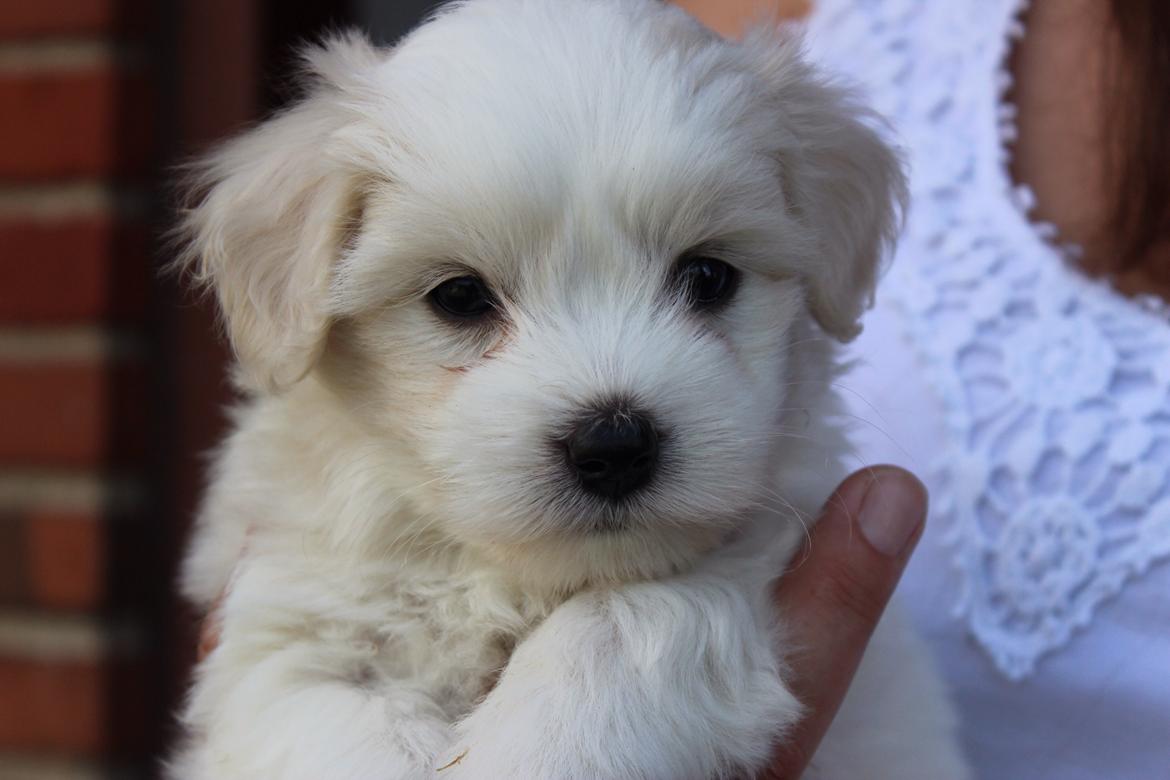 Coton de tulear Wilma ( Bøg's Canis Bright Luna)  billede 6