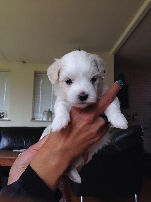 Coton de tulear Wilma ( Bøg's Canis Bright Luna)  billede 7