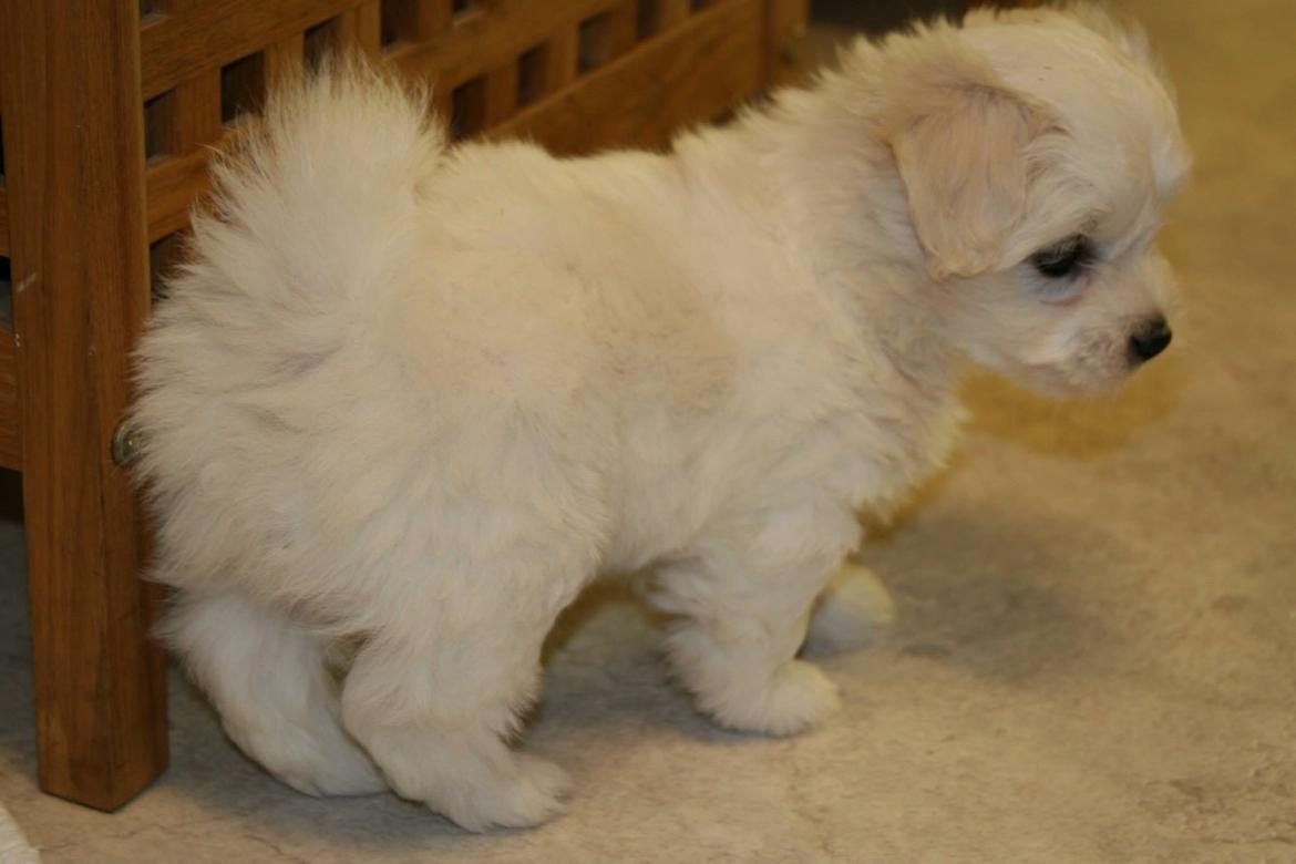 Coton de tulear Wilma ( Bøg's Canis Bright Luna)  billede 8