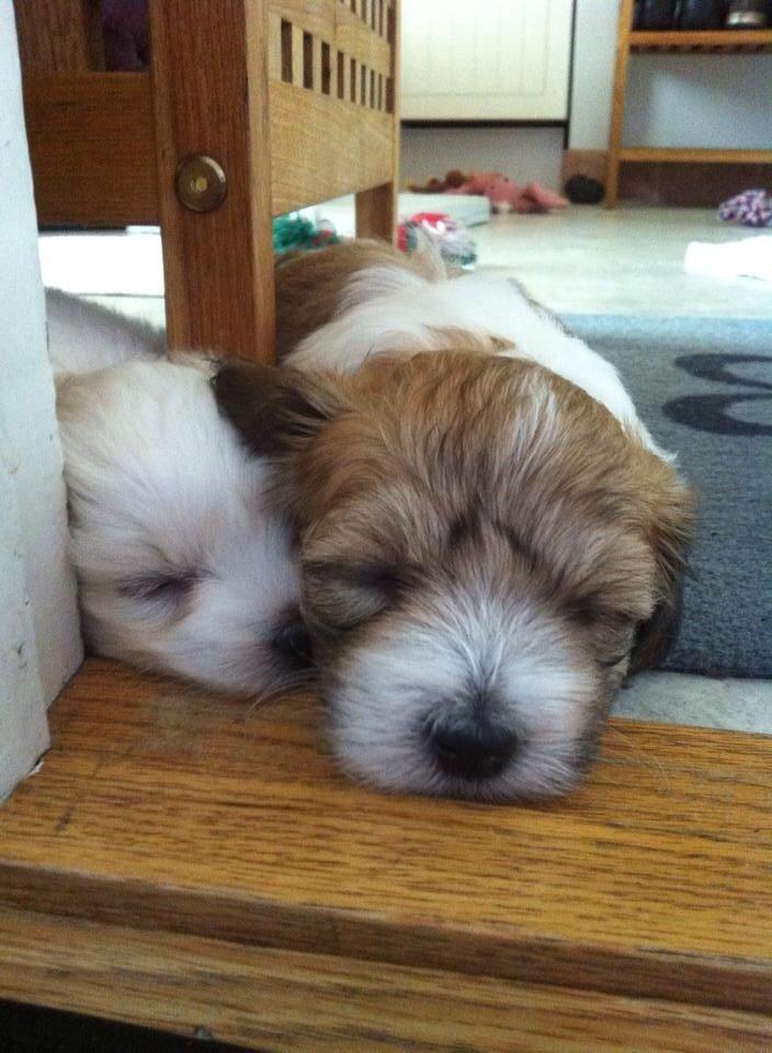 Coton de tulear Wilma ( Bøg's Canis Bright Luna)  billede 9