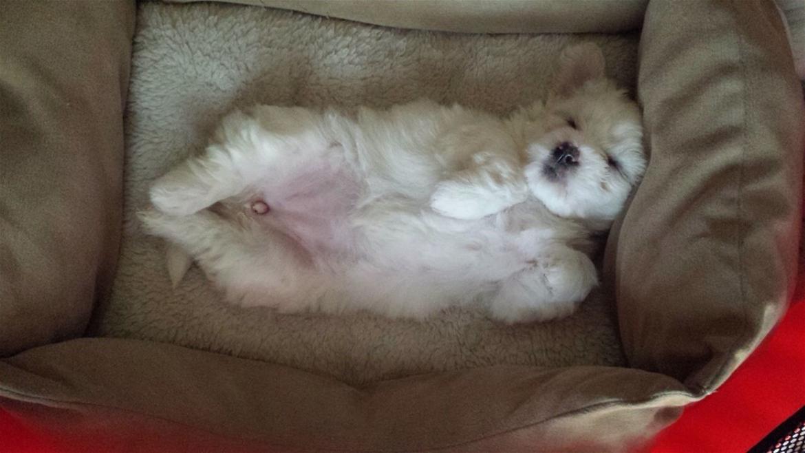 Coton de tulear Wilma ( Bøg's Canis Bright Luna)  billede 10