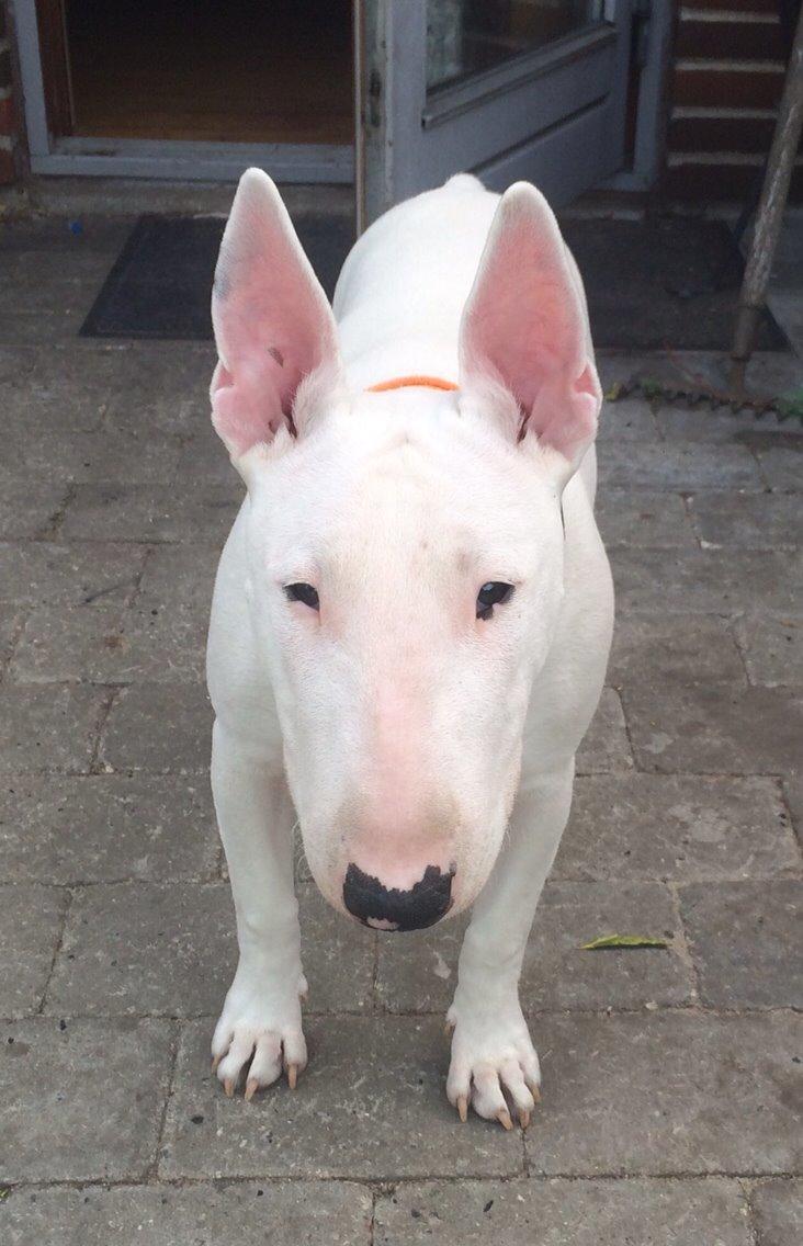 Bullterrier Ronja (Snow-princess) - Ronja ude i det gode vejr billede 20