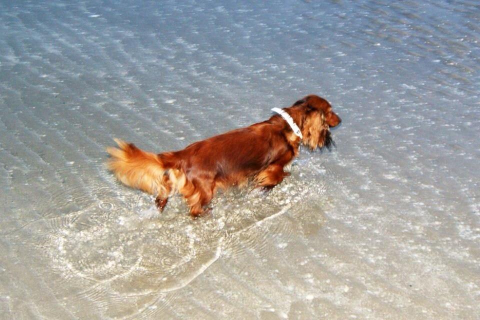 Gravhund Von-Fyrbo Casandra billede 7