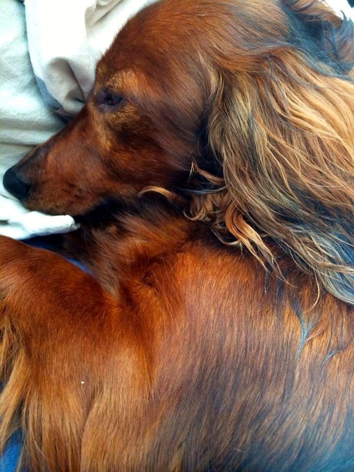 Gravhund Von-Fyrbo Casandra billede 13