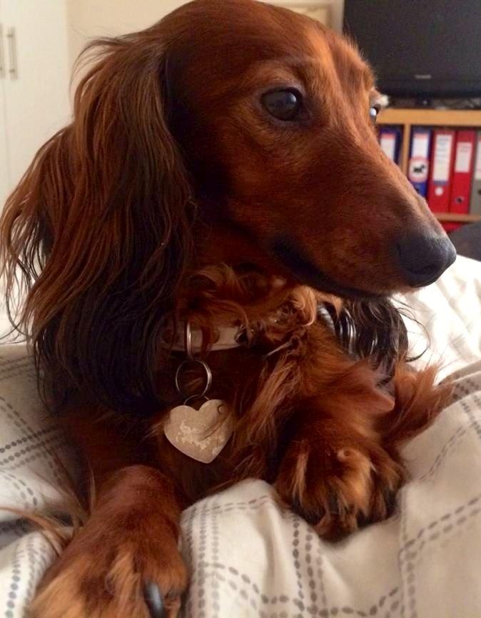 Gravhund Von-Fyrbo Casandra billede 5