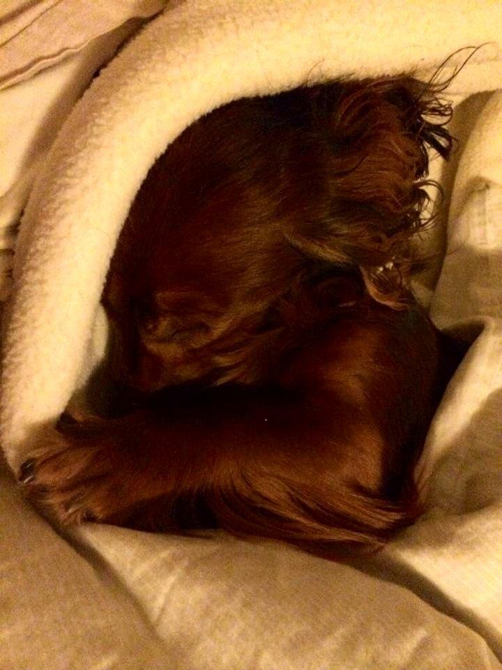 Gravhund Von-Fyrbo Casandra billede 15