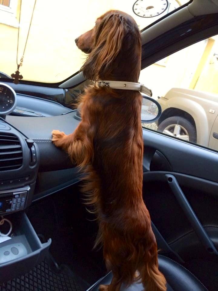 Gravhund Von-Fyrbo Casandra billede 10