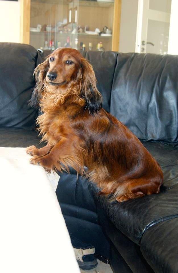 Gravhund Von-Fyrbo Casandra billede 4