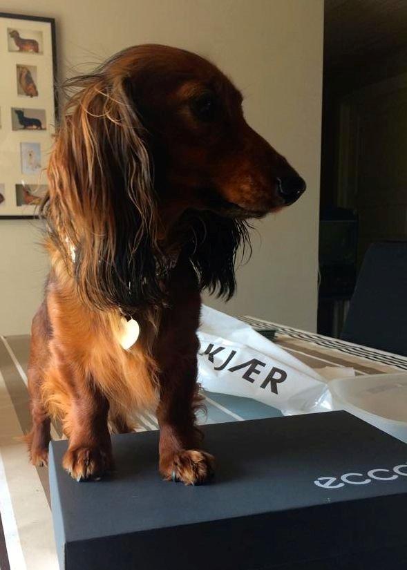 Gravhund Von-Fyrbo Casandra billede 9