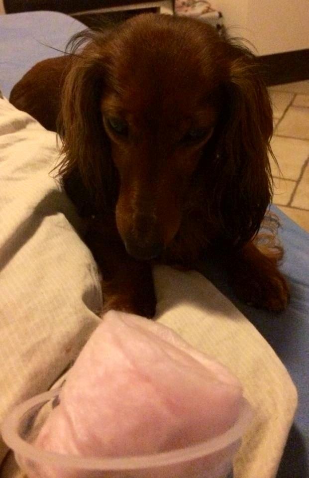 Gravhund Von-Fyrbo Casandra - Casey er tosset med Candyfloss ;) billede 16