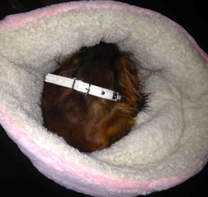 Gravhund Von-Fyrbo Casandra billede 14