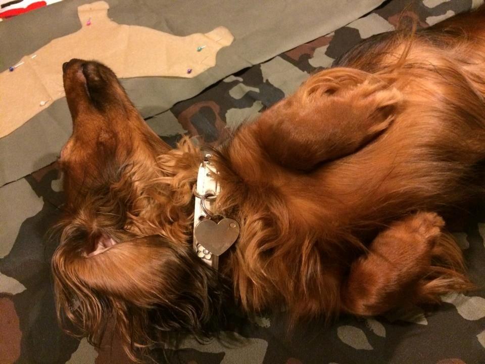 Gravhund Von-Fyrbo Casandra - Tried sewing a pencil case shaped like a dachshund, my baby thought she was the perfect model for the job  :* billede 17