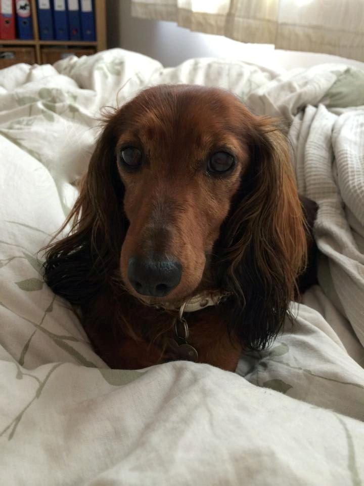 Gravhund Von-Fyrbo Casandra billede 18