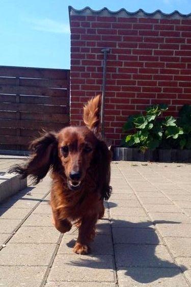 Gravhund Von-Fyrbo Casandra billede 20