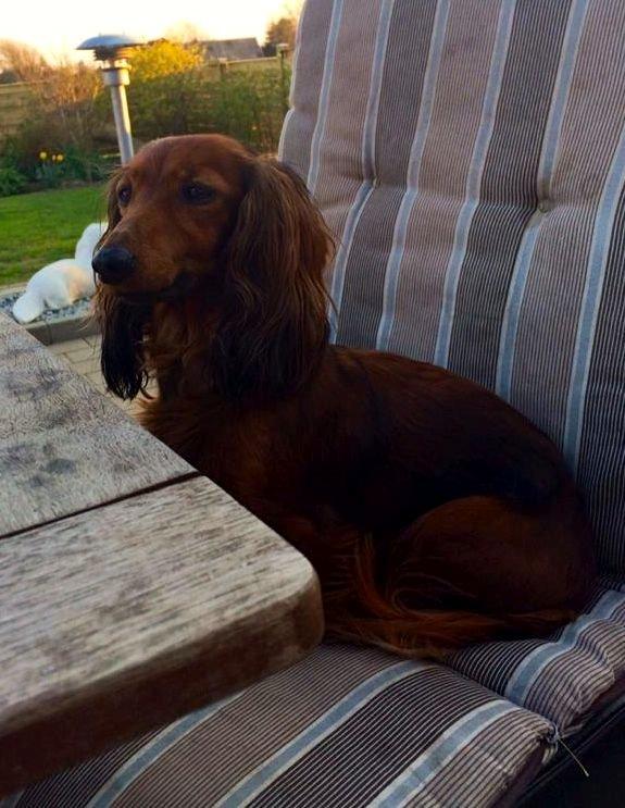 Gravhund Von-Fyrbo Casandra billede 19