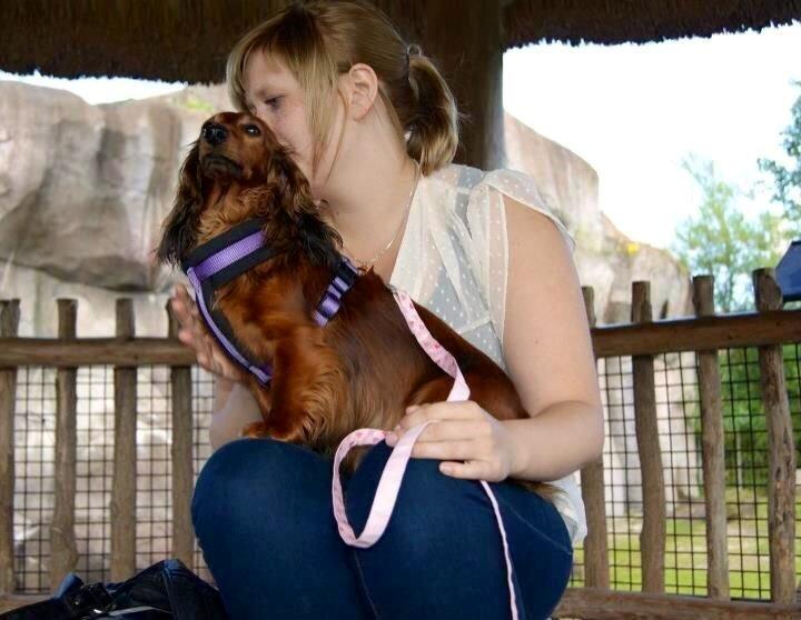 Gravhund Von-Fyrbo Casandra - Intet andet en love <3 billede 8