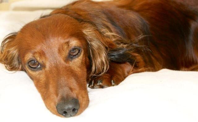 Gravhund Von-Fyrbo Casandra billede 3