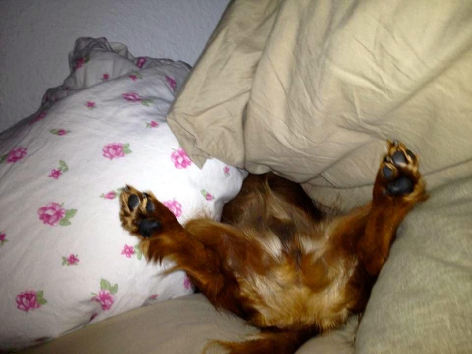 Gravhund Von-Fyrbo Casandra - Fjolle ;) billede 23