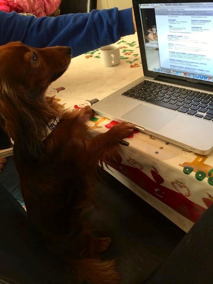 Gravhund Von-Fyrbo Casandra billede 22