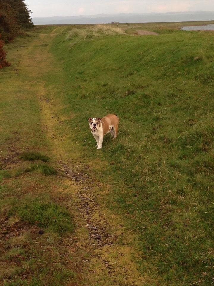 Engelsk bulldog Charlie billede 2